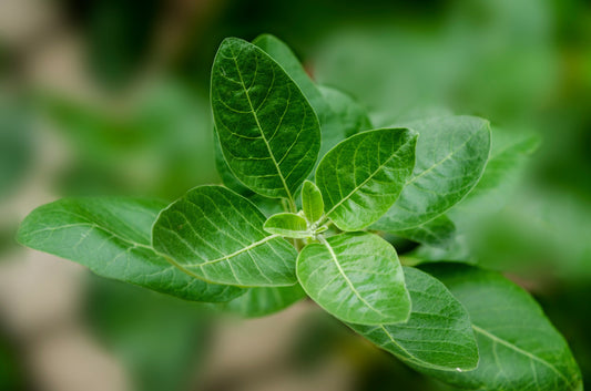 Ashwagandha Explained: An Ancient Adaptogen